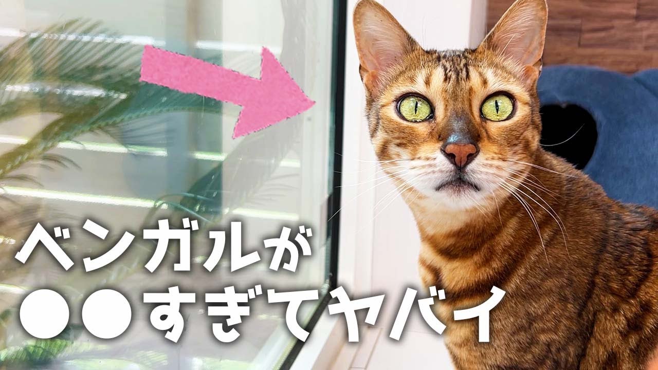 【ベンガル】は飼い主からひと時も離れたくない甘えん坊の極み猫です
