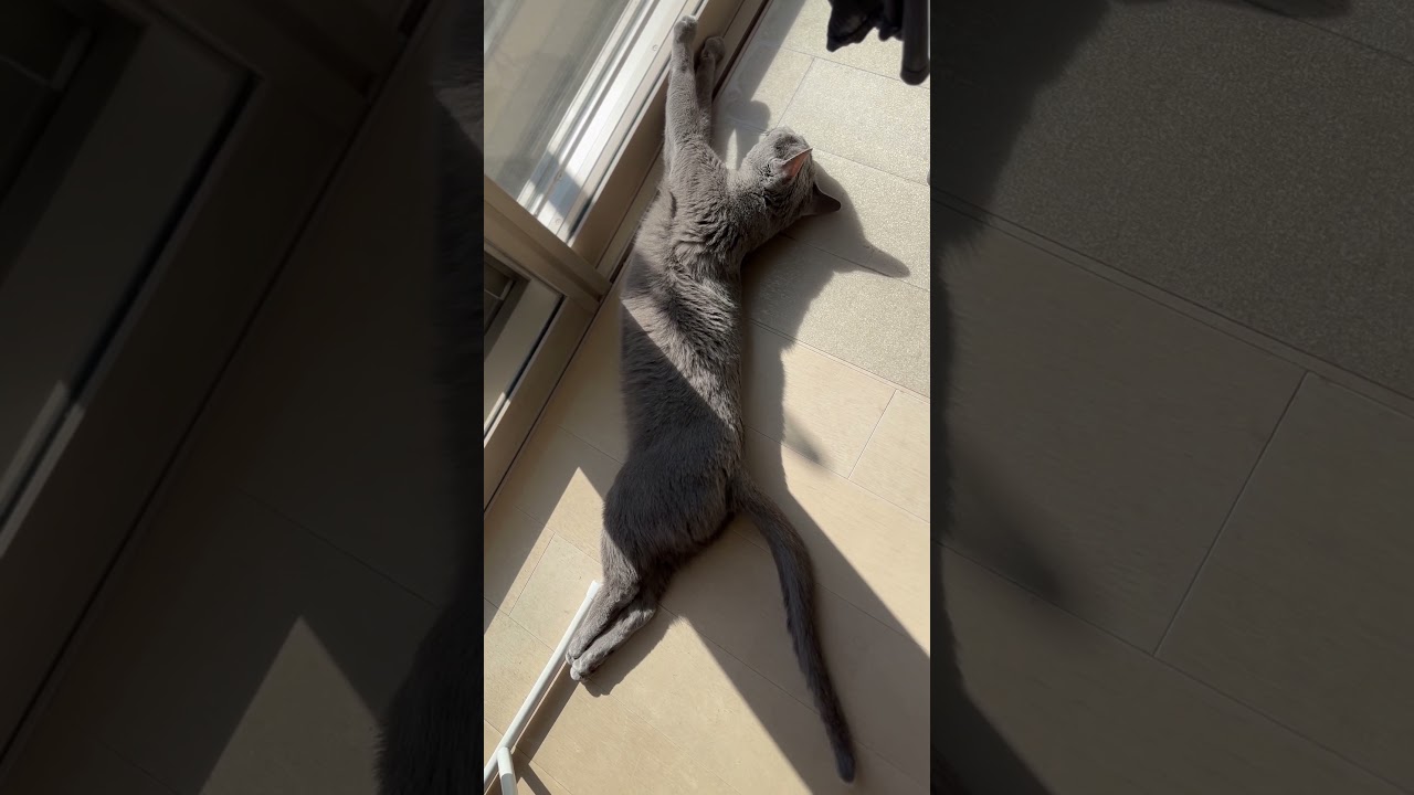 ウィルの毎日 492 飛んでる気分。 #ロシアンブルー #RussianBlue #Cat #猫 #ねこ