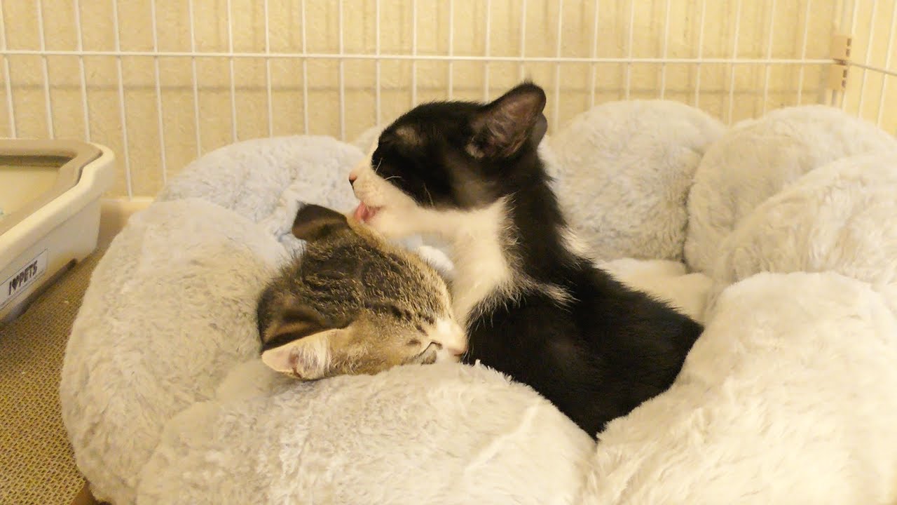 久しぶりに再会した子猫達が心を開きあってこうなっちゃいました♡