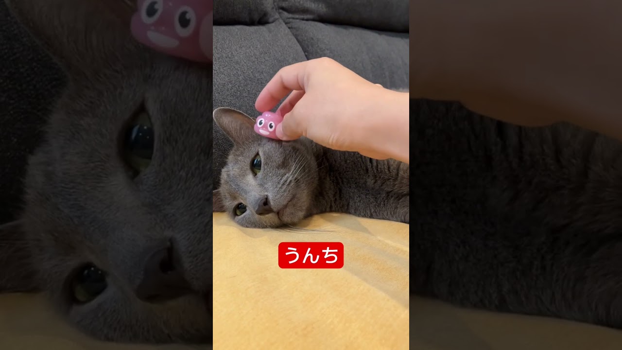 なんやて工藤‼️猫#猫 #ロシアンブルー #cat #russianblue