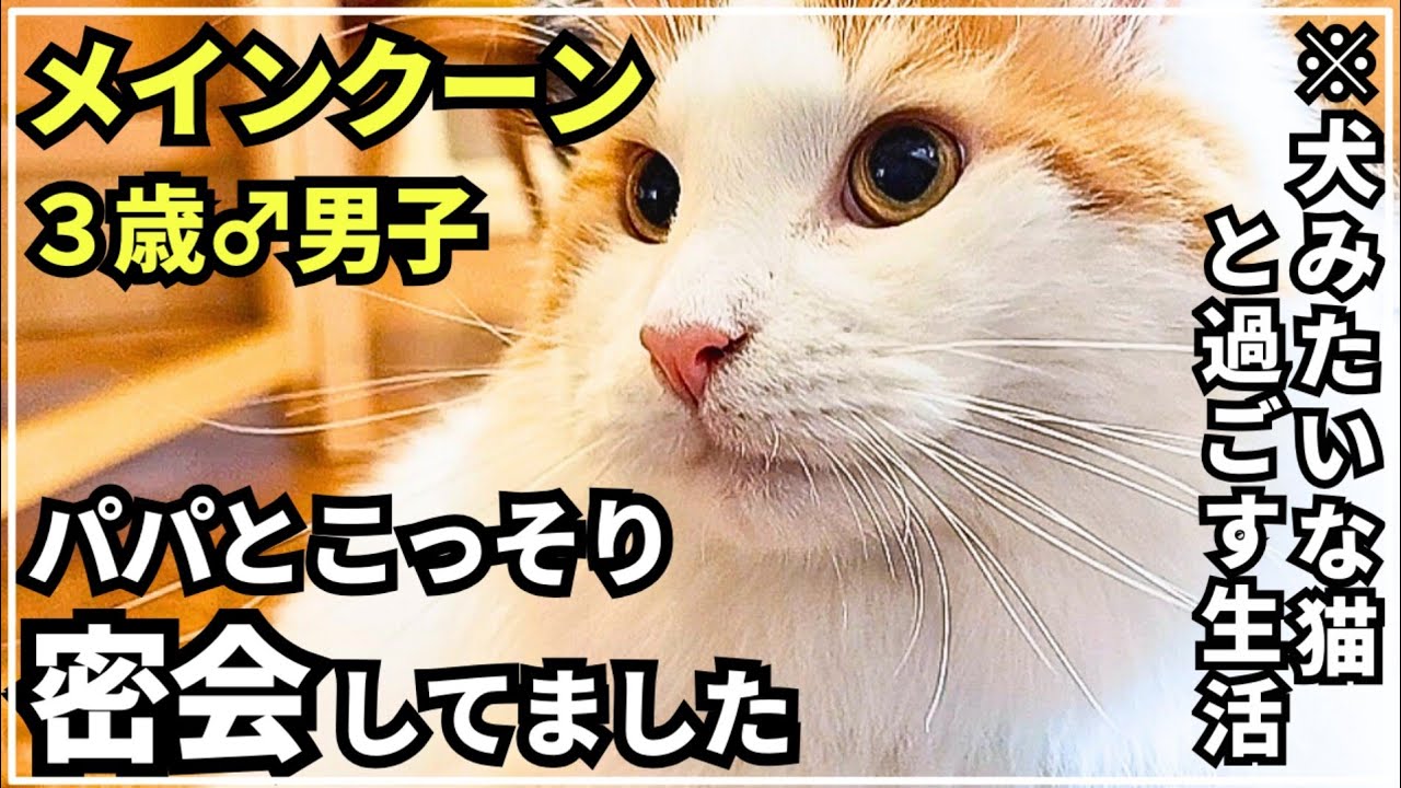 パパと猫が朝からイチャついてました【大型猫メインクーン】