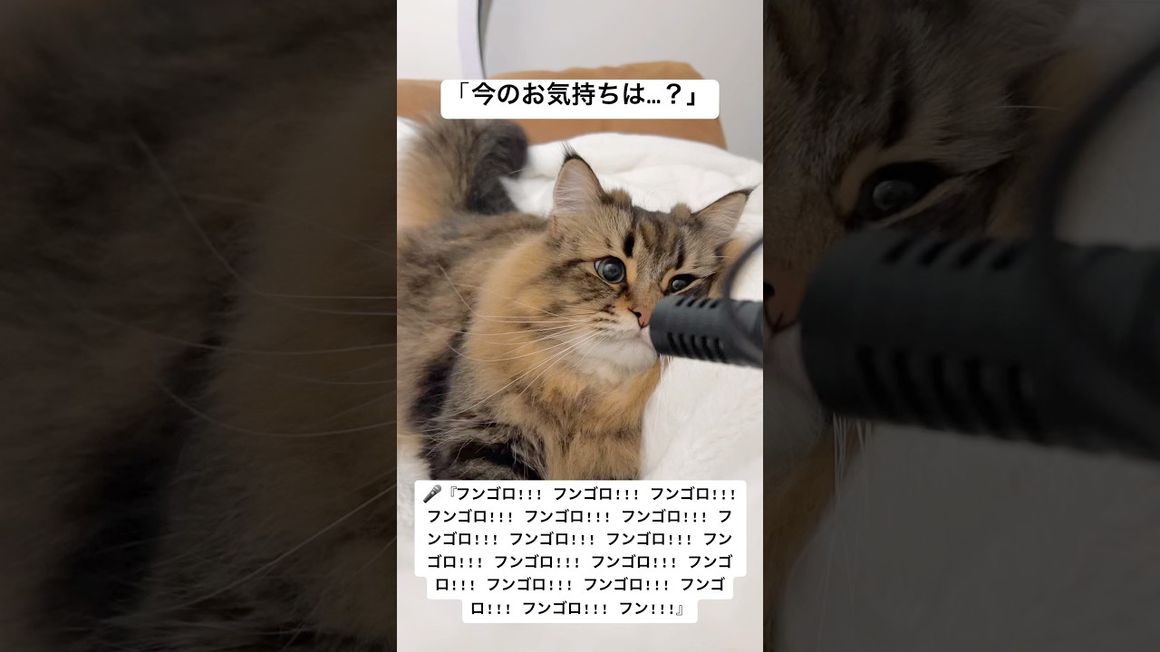 該当インタビュー🎤 #サイベリアン #猫 #ゴロゴロ猫