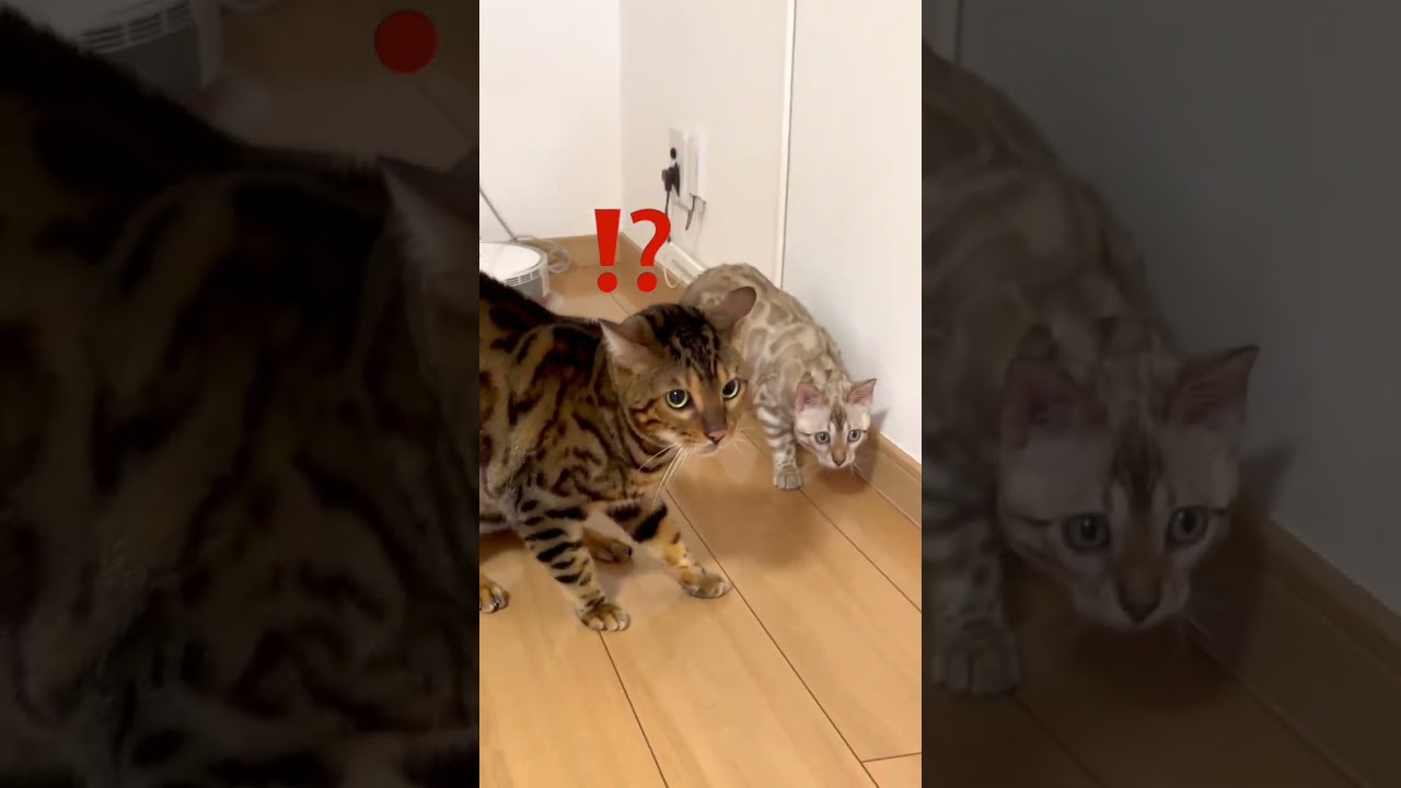 ベンガル子猫のやんのかステップ#shorts