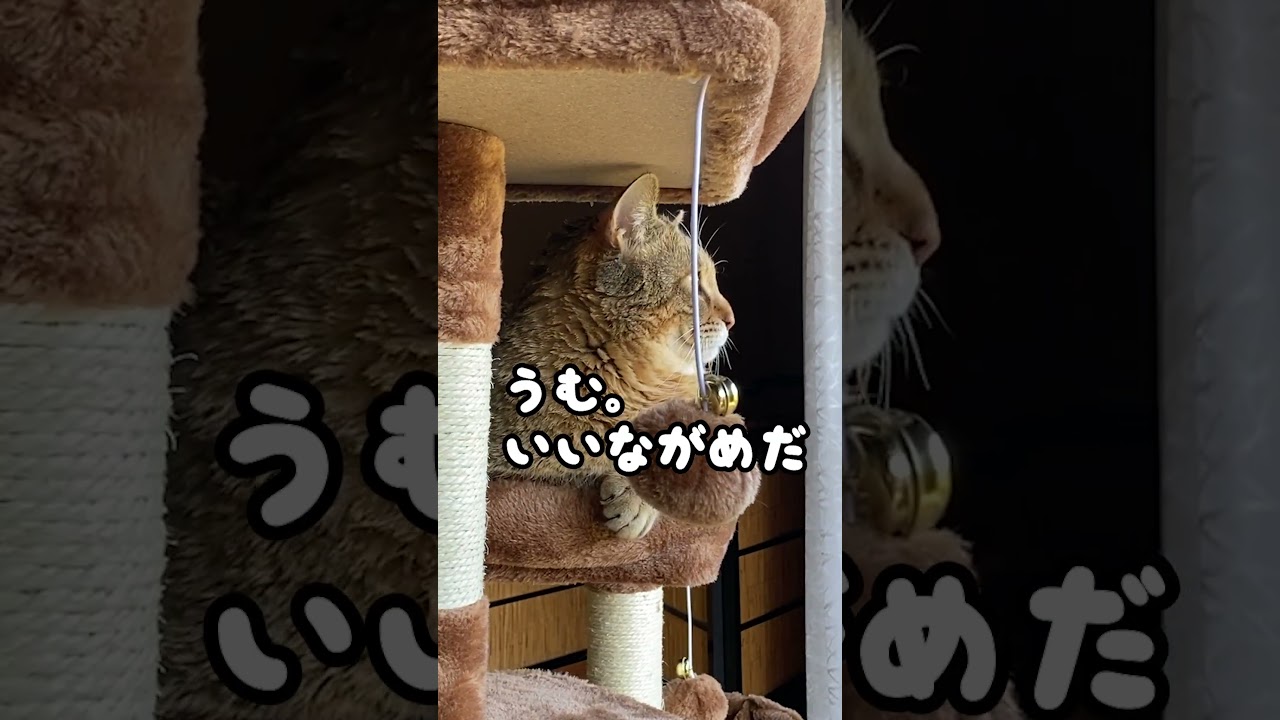 初めてのキャットタワーが快適すぎて元野良猫がこうなった #shorts