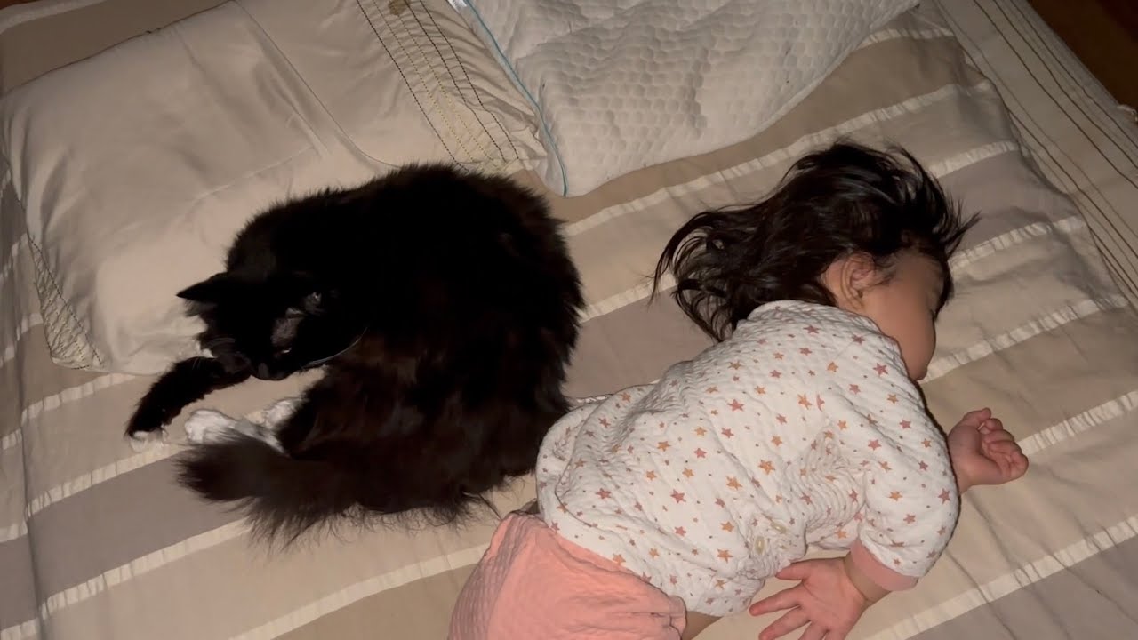 スリッパの足音を警戒する猫と布団の中まで入ってくる猫　サイベリアン　ラガマフィンA cat going under the covers. Ragamuffin