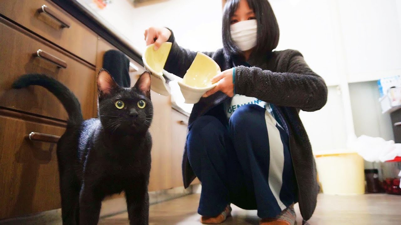 子猫の時に飢餓状態だったので、食に貪欲な三太！