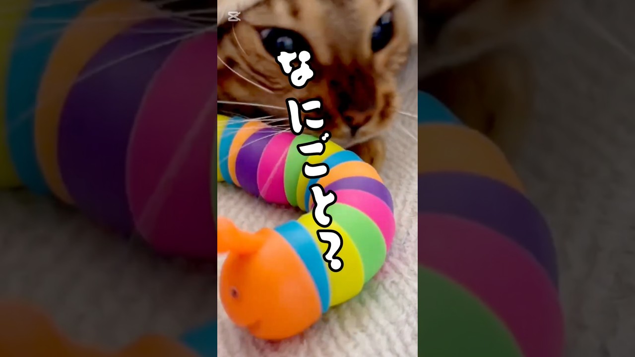 🐱襲撃楽しいにゃ！ #猫 #猫動画 #猫のいる暮らし #ベンガル #cat #fyp #shorts #short