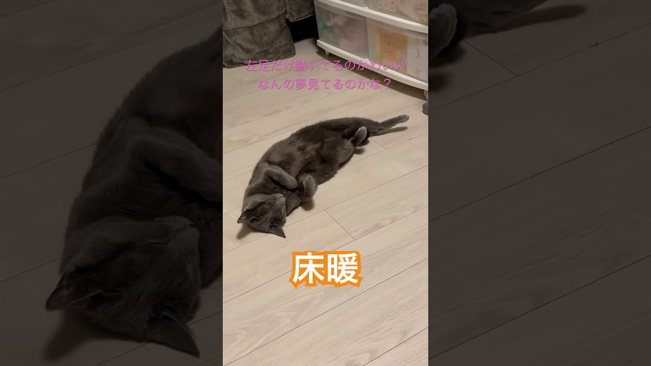 寒い日も床暖でぬくぬく🎶 #ロシアンブルー #ねこのいる暮らし