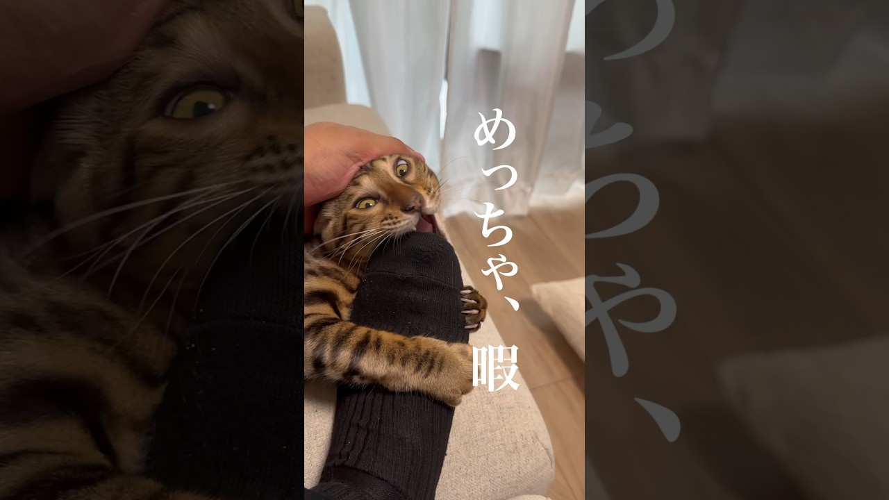 お盆休み、めっちゃ暇 #cat #ねこ #ベンガル #猫