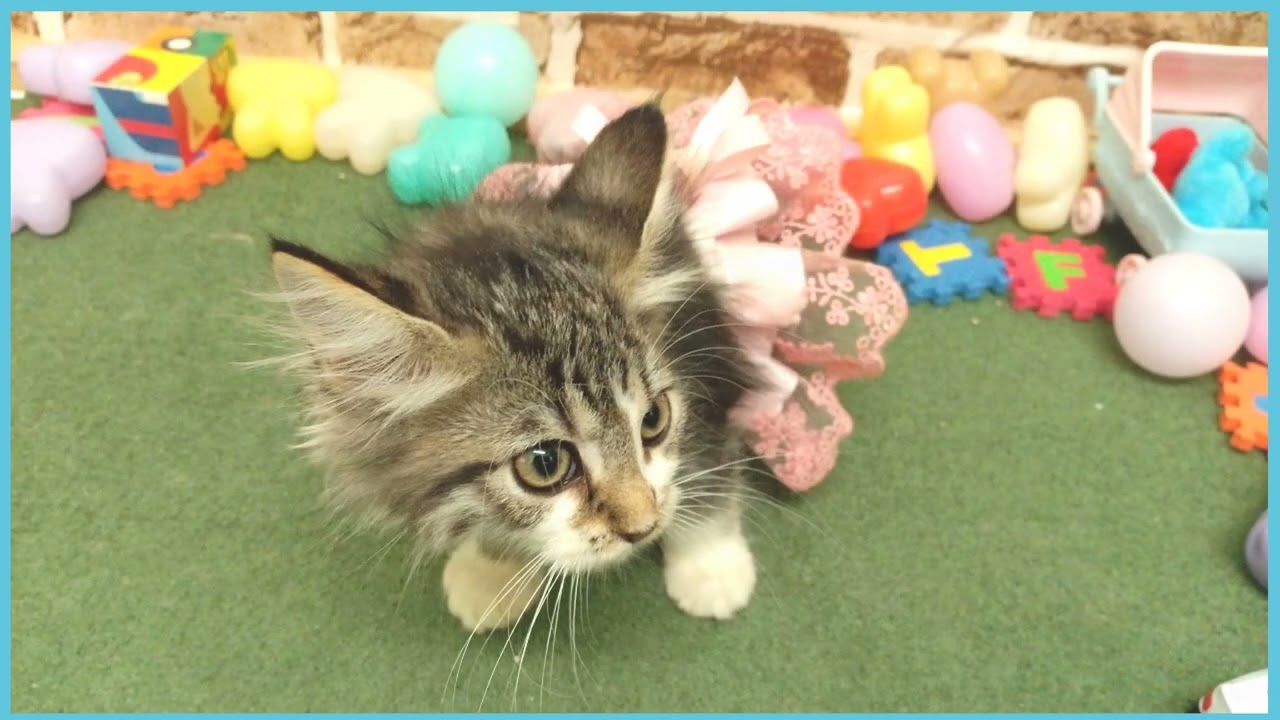 ペットショップCOO&RIKU No00697010(メインクーン)