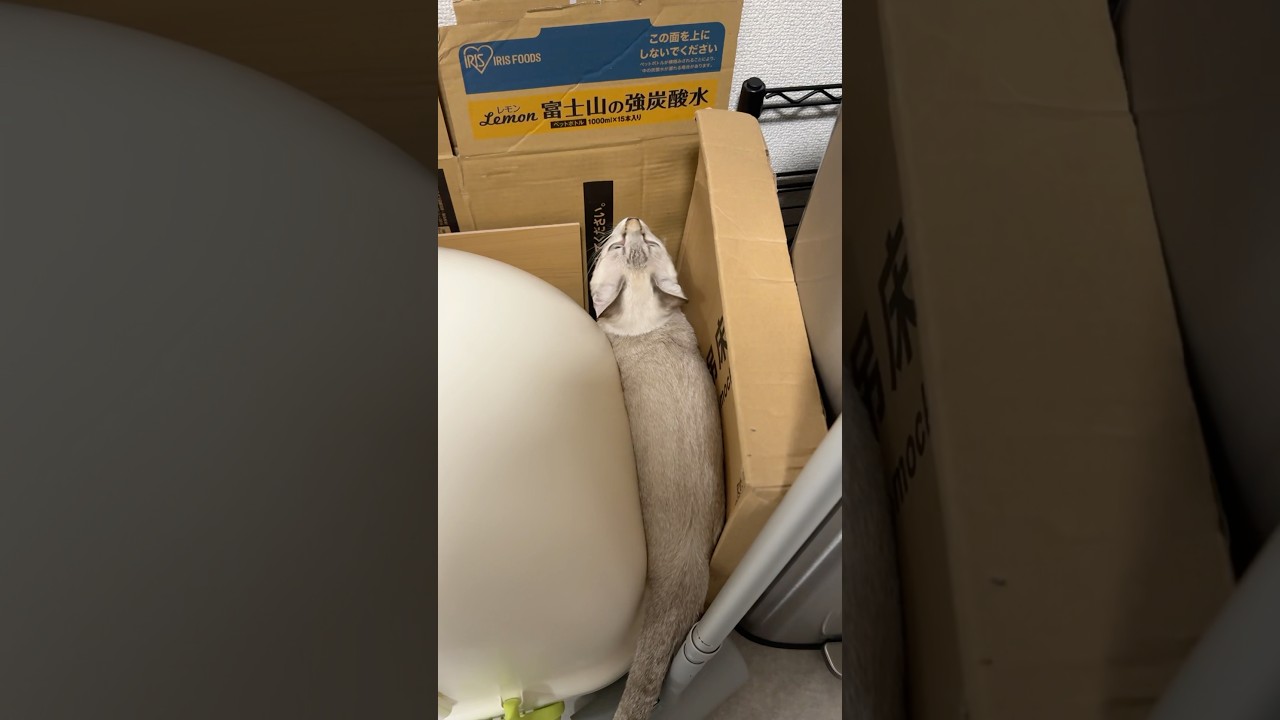 どこに挟まってるねん！　#元保護猫　#シャムトラ　#シャムミックス　#cat #猫耳 #kitten #シャムmix  #子猫 #猫耳