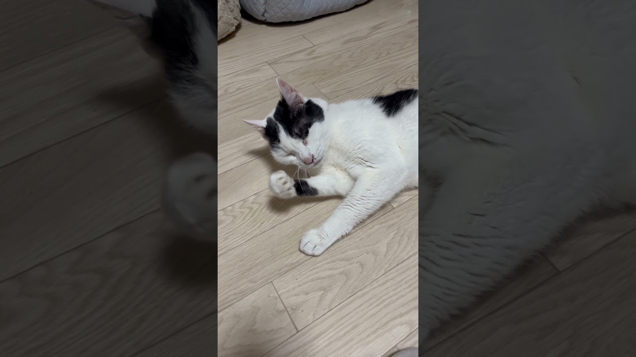ちろりーぬ #猫 #日本猫  #にゃんこ