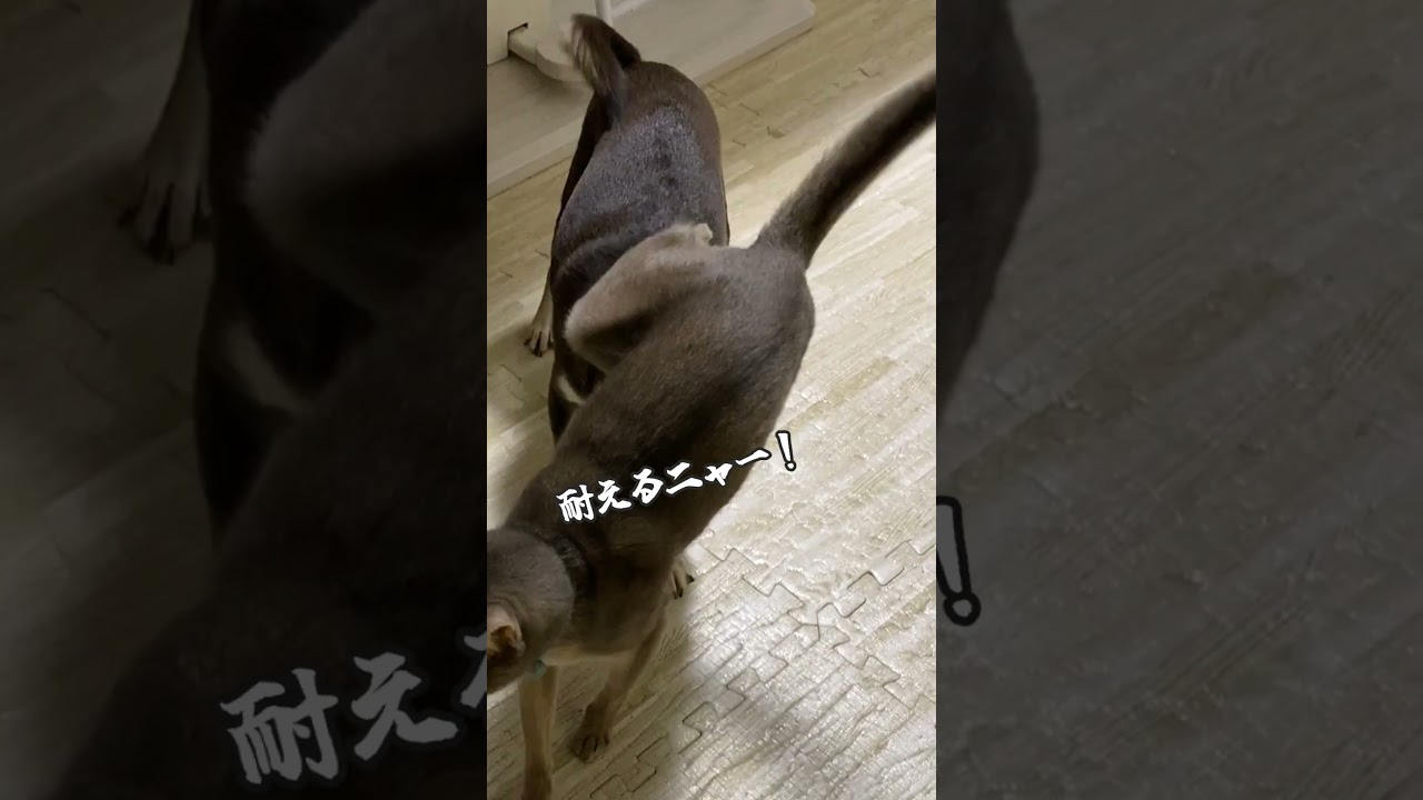 猫を持ち上げたい犬 それに耐える猫 #shorts  #アビシニアン #チワワ