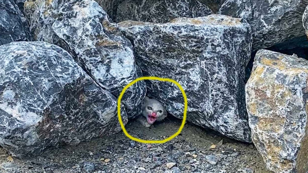 岩の隙間に閉じ込められた子猫。希望を抱いて呼び続けたが、どうしてもその場を離れようとしない理由に困惑【感動】