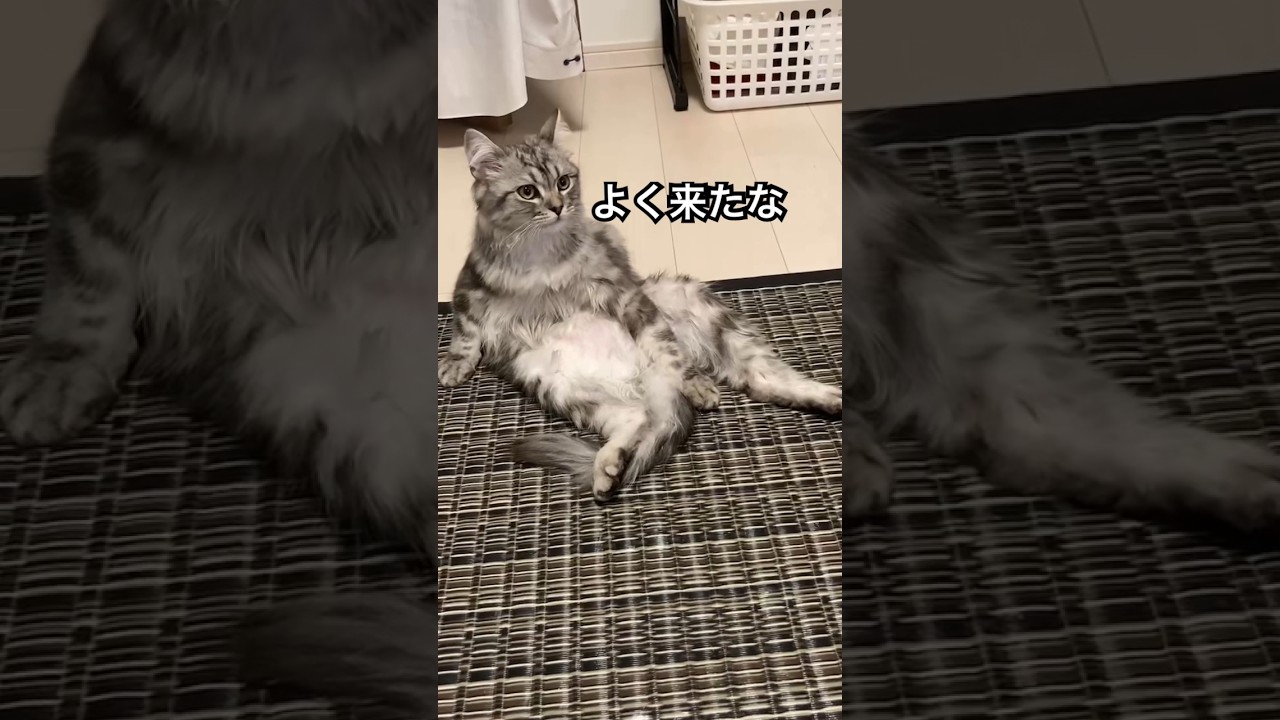 貫禄 #ラガマフィン #猫 #cat #ねこ #癒し
