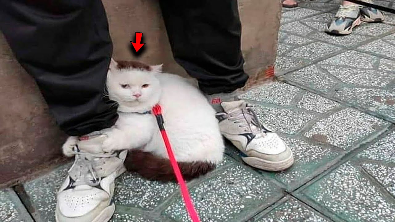 猫はリードから逃げ出し、男の足にしがみつき、助けを願った。