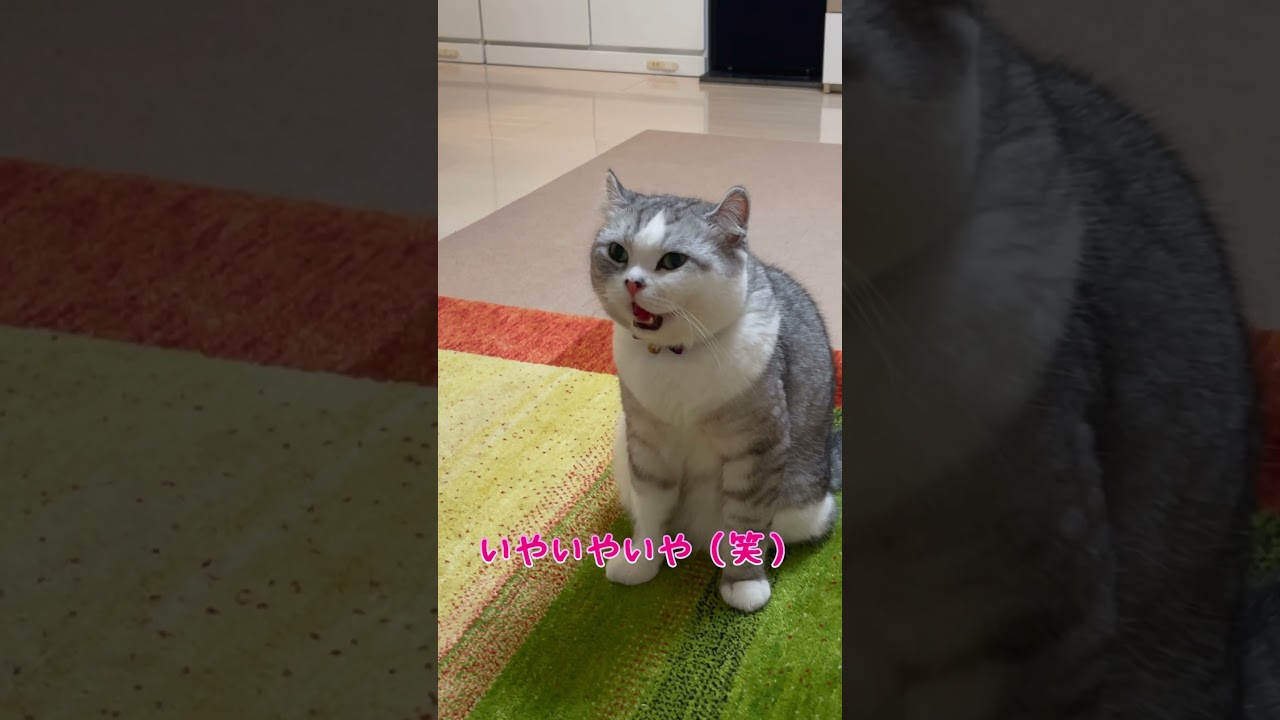 生後１ヶ月で我が家に来た子猫が成長するまでの記録①
