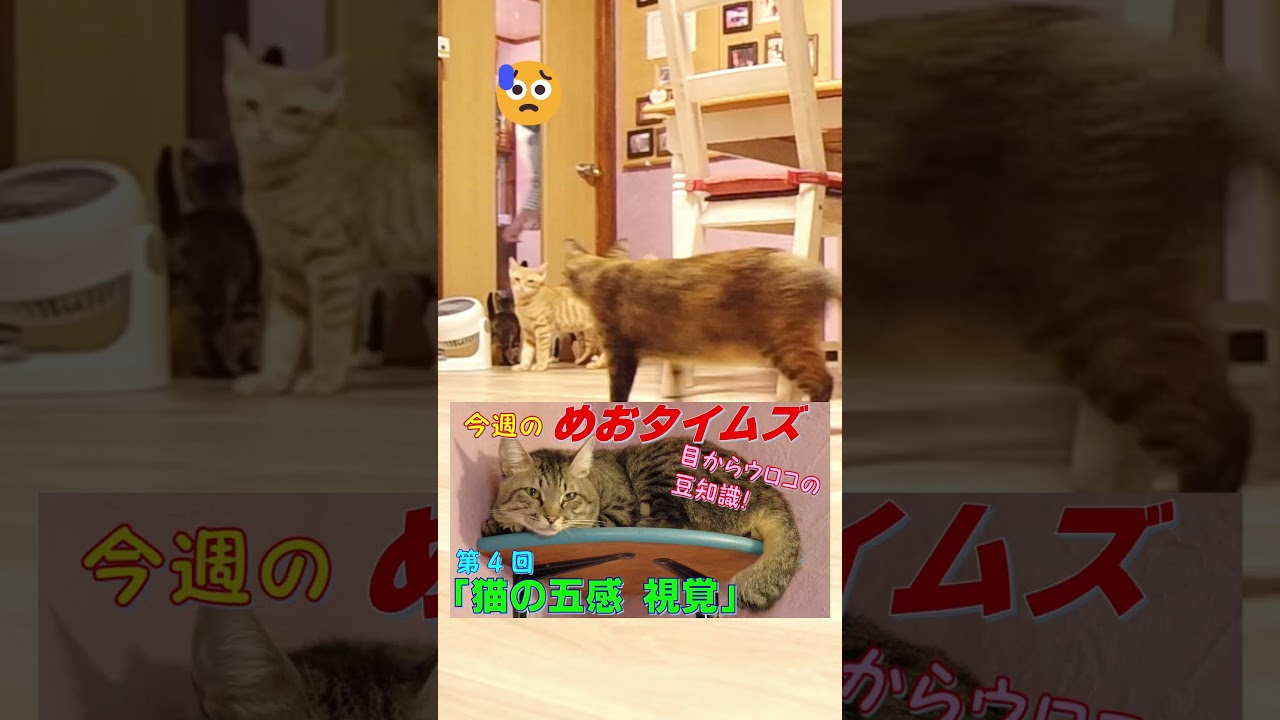 【今週のめおタイムズ！】 #shorts