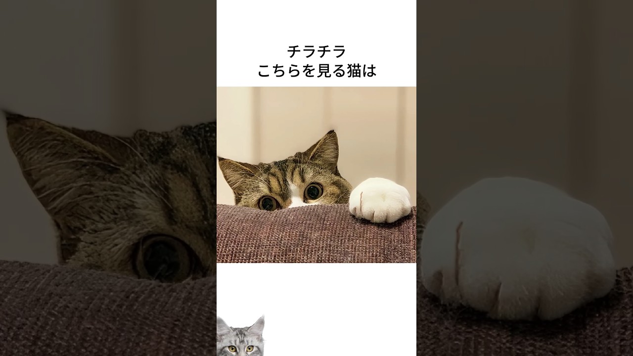 にゃんずの気持ち30・・・・#shorts,＃猫,#cat,#fyp #foryou,#雑学