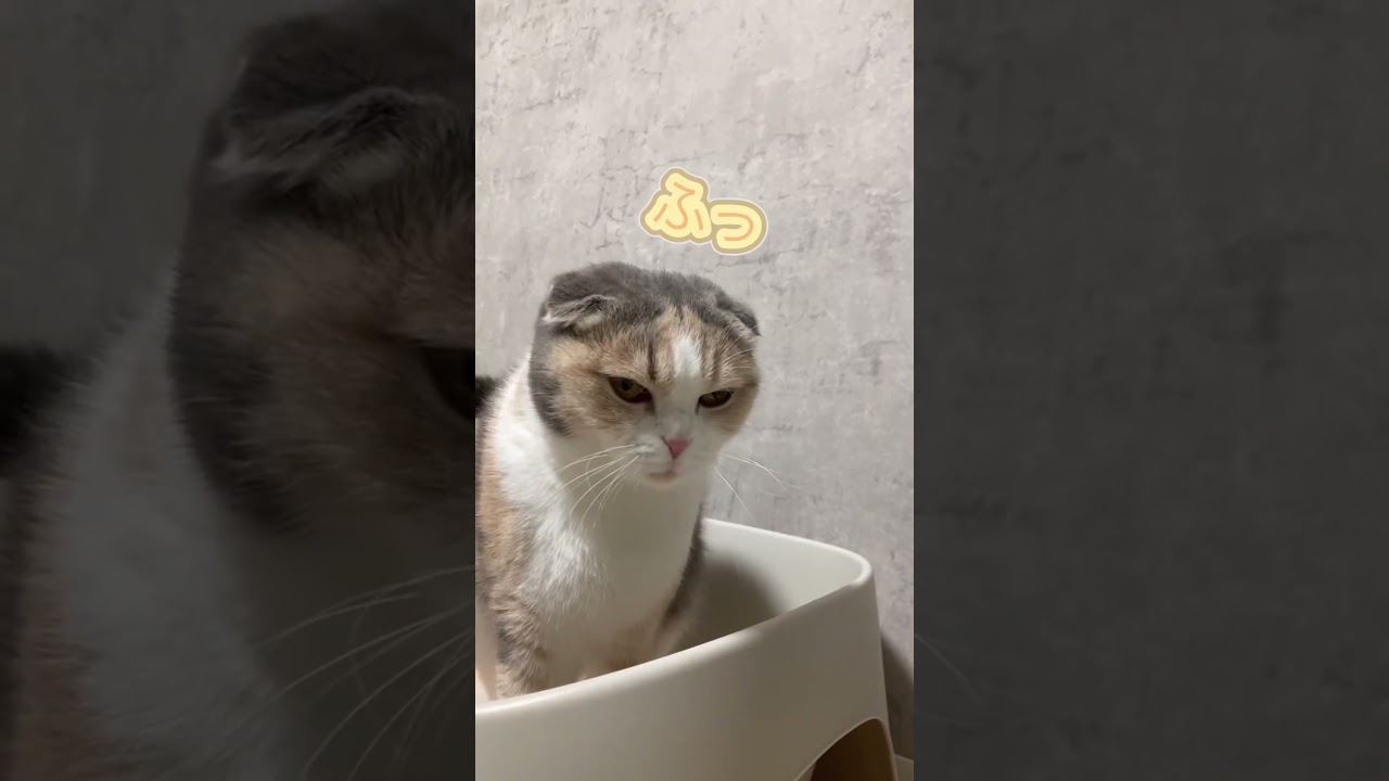 マロンのう◯こ姿が可愛すぎる#youtubeshorts #youtube #cat #スコティッシュフォールド #猫のいる暮らし #猫のいる生活 #猫好きさんと繋がりたい #猫 #ねこ