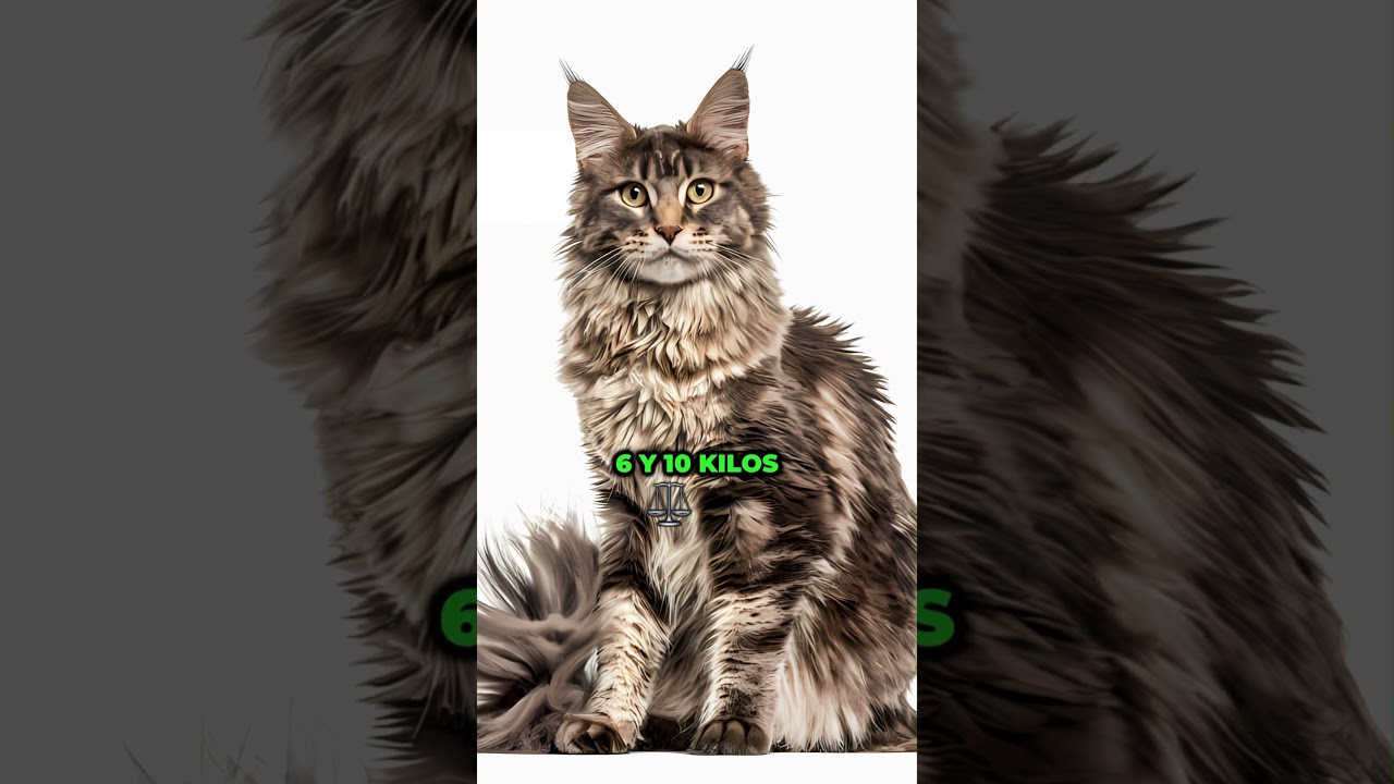 ¡Conoce al gato doméstico más gigante del mundo!