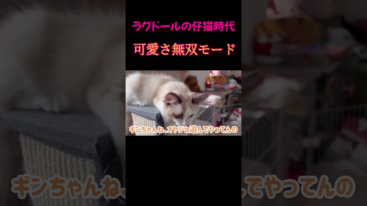 【猫動画】ラグドール無双モード😈#shorts #猫 #ラグドール #アメリカンショートヘア #ペルシャ