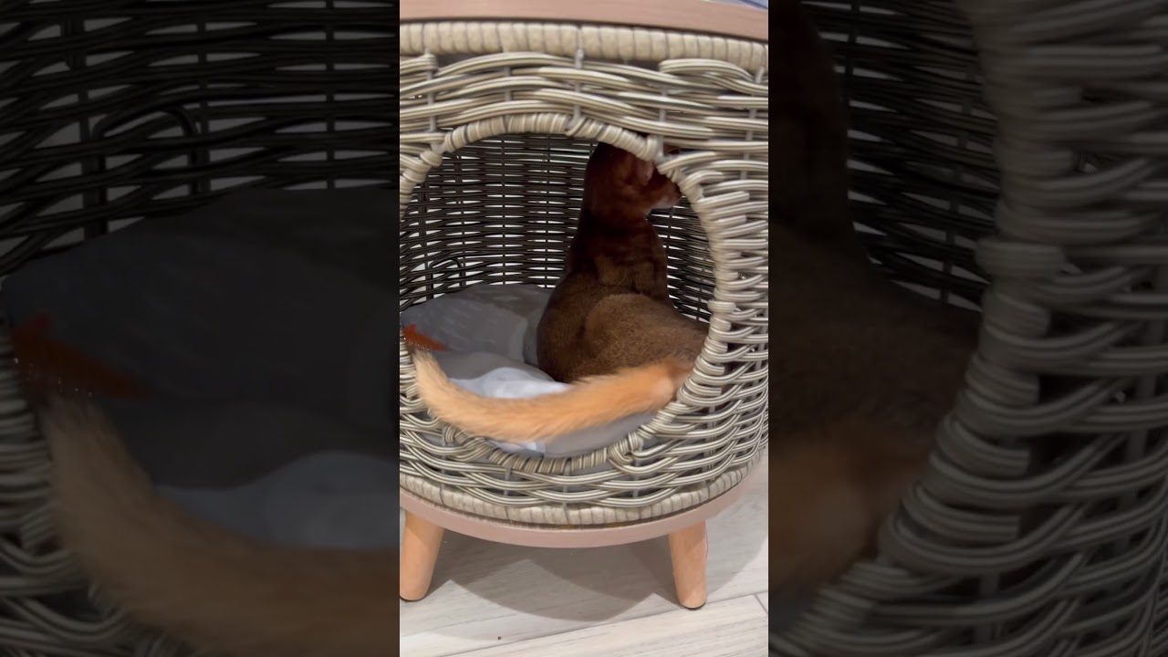 Abyssinian kitten bed is getting smaller 😹#cat #shots #funnyanimals #catlover #funnycats #abycuties