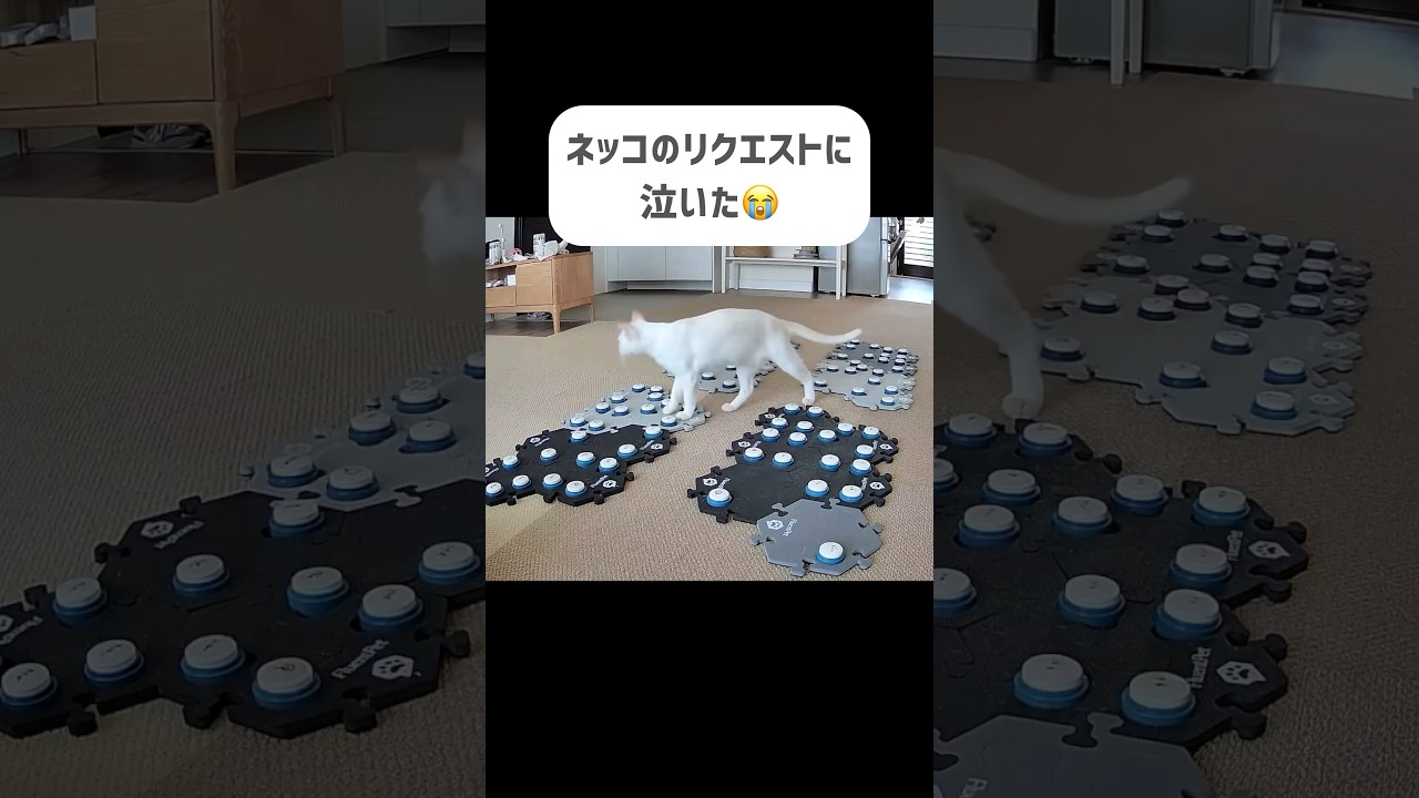 ネッコのリクエストに涙　 #猫のいる暮らし  #猫