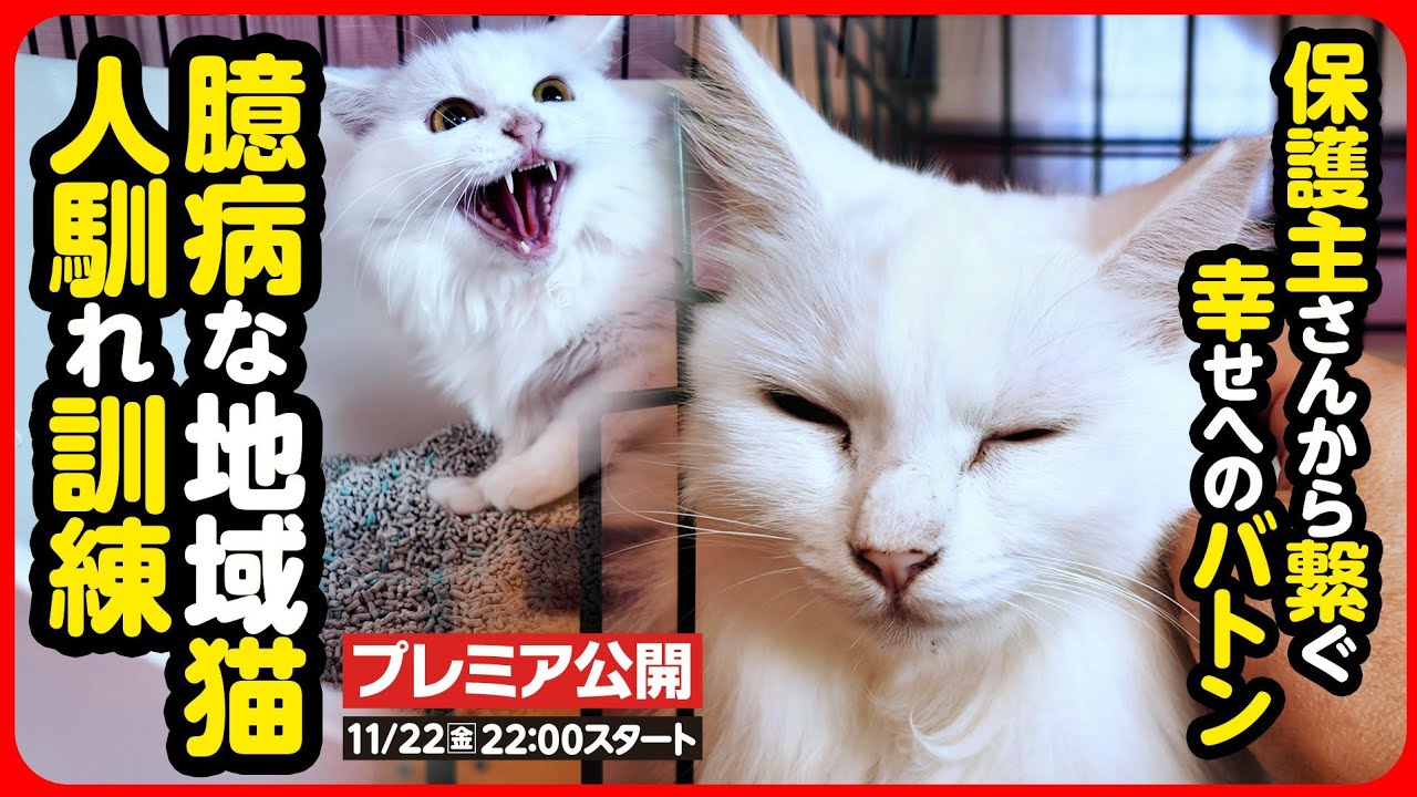 【地域猫 保護】ここはどこ...？怖いよ...過酷なお外で頑張ってきた地域猫 幸せへのバトンを繋ぎます