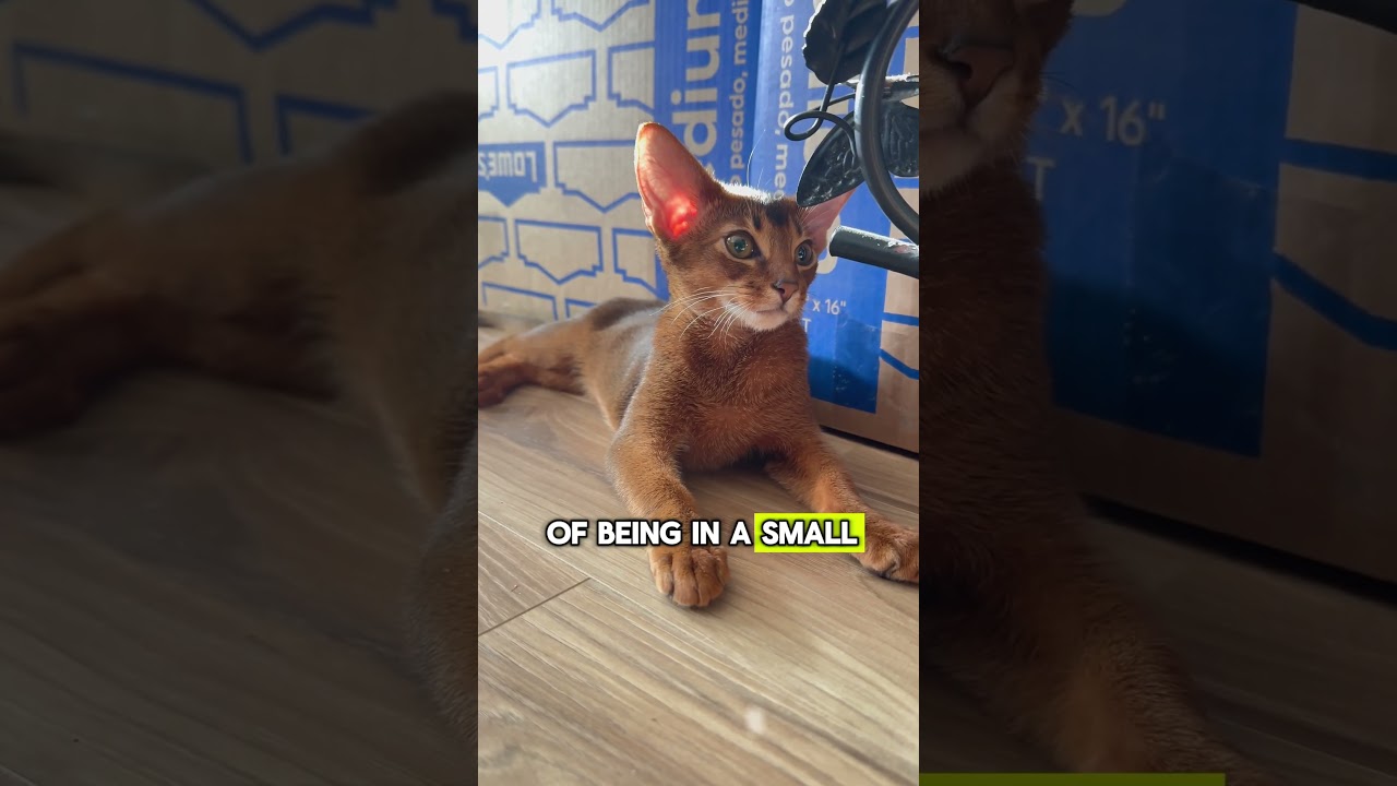 Cat facts why do cats like cardboard boxes😼#funnyanimals #catlover #catshots #facts #abyssiniancat
