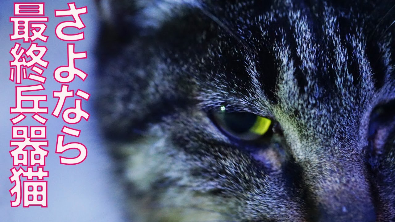 公園の門番猫、ある事を人間に託して姿を消す　The fanal massage of the gate-keeper cat