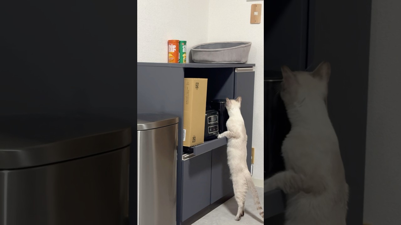 どうしても登りたいねこ　#元保護猫　#シャムトラ　#シャムミックス　#cat #猫耳 #kitten #シャムmix  #子猫 #猫耳