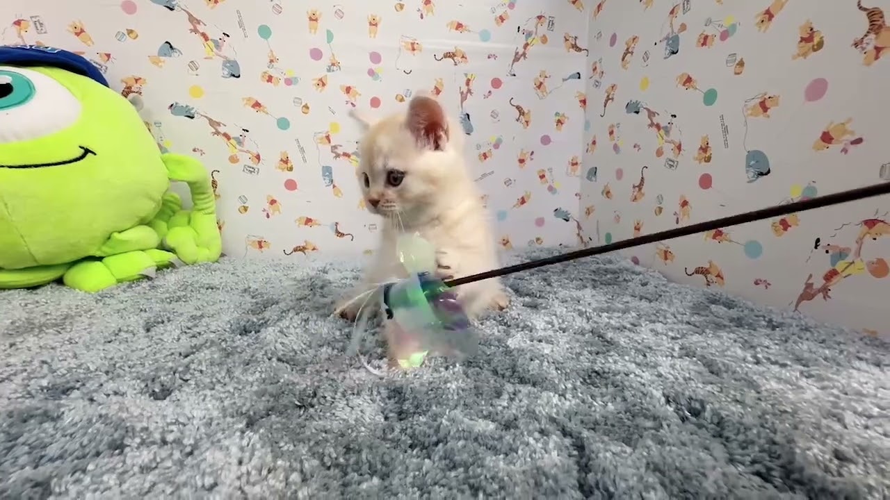 スコティッシュフォールド 10日間限定40周年セール開催中❗️