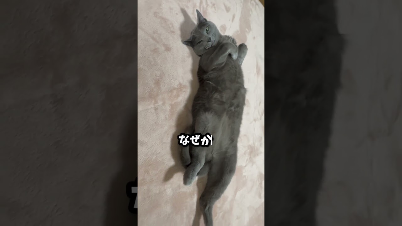 【ロシアンブルー】めろんの可愛いヘソ天💗🤭【猫】#shorts