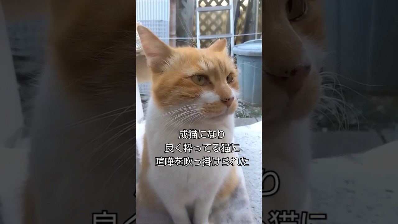 【天下獲りました⚔️】地域猫ナッツの６年半の猫生を振り返ります🐈️母ちゃん丈夫な身体をありがとう🩷地域猫ボランティアのなづママ𓃠です🐈️#地域猫 #野良猫 #cat#ねこのいる生活＃猫の家康