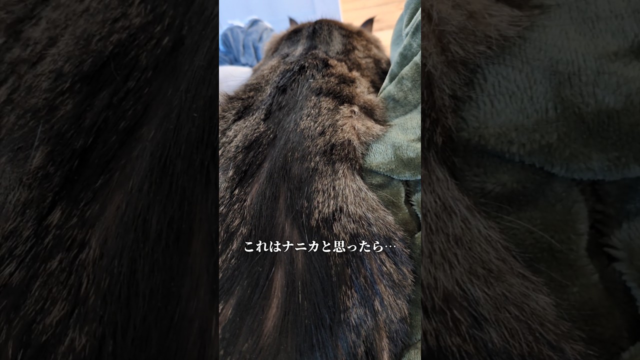 ネコでした #メインクーン #猫のいる暮らし