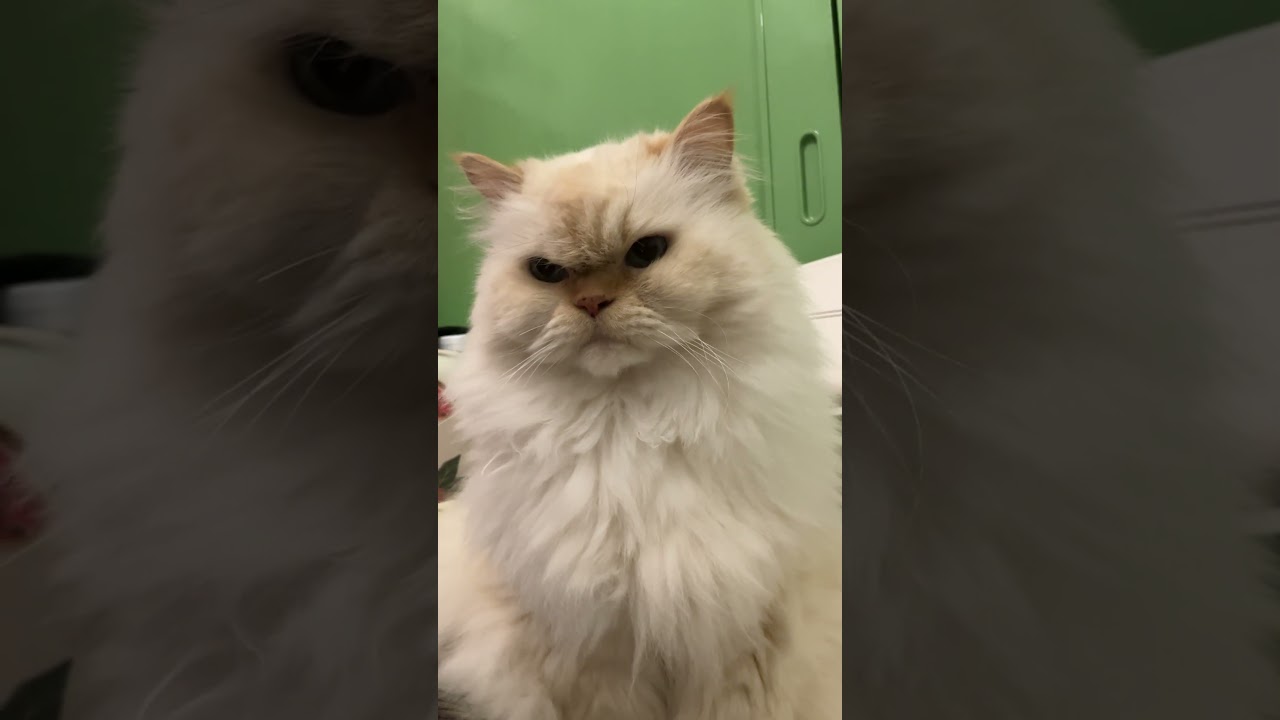 ♥チーノの日常【チャオちゅーるの歌①】「😻つい、チャオちゅーるに反応してしまう僕…😳💦…😽…」＃Shorts　#cat　#pets　癒し