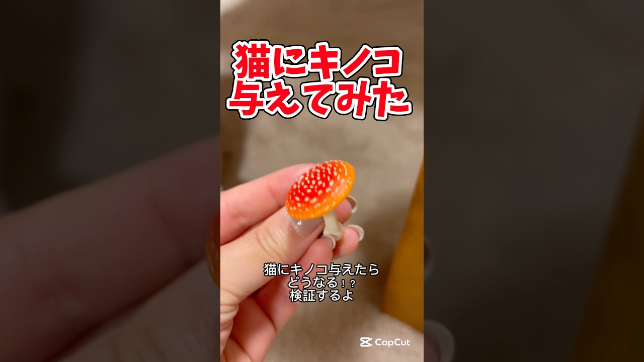 猫にベニテングダケ与えたらこうなっま#ガチャ #スコティッシュフォールド