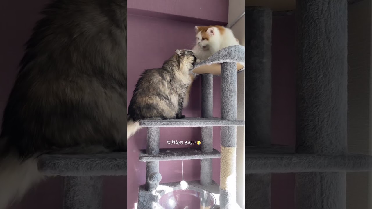 【猫の日常】てっぺんを譲るニャ！ #猫#マンチカン#cat#キャットタワー#猫好きさんと繋がりたい