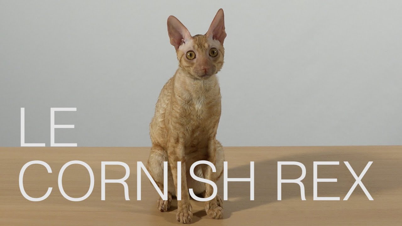 Tutocat - Le Cornish Rex