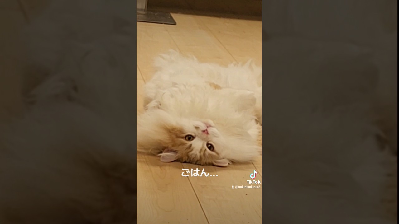 ごはんまだでしゅか？#ラガマフィン #猫のいる暮らし #ねこかわいいね