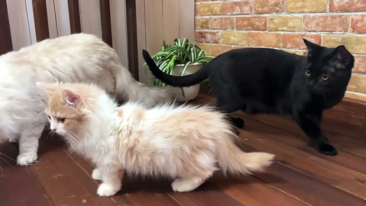 【ナナハチ’s ROOM】ボンベイ&サイベリアン