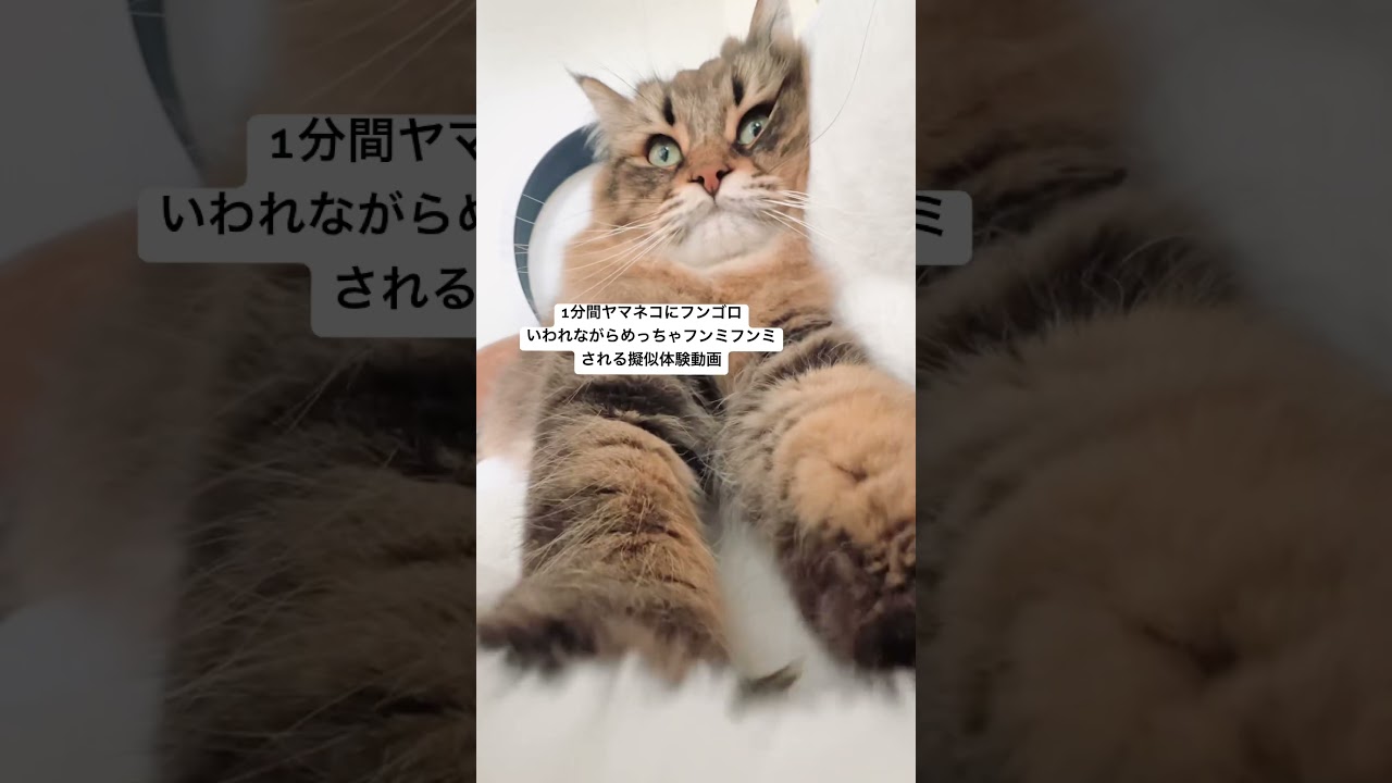 フンミフンミ擬似体験 #猫 #サイベリアン #ふみふみ