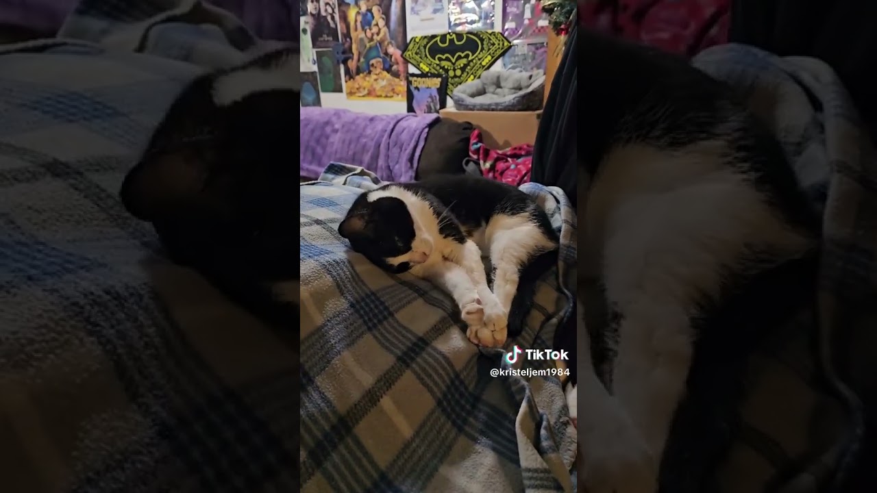 Cutest, My Sweet Tuxedo Cats #fyp #cat #cute #funny #pets #cats #shortvideo #shorts #foryou