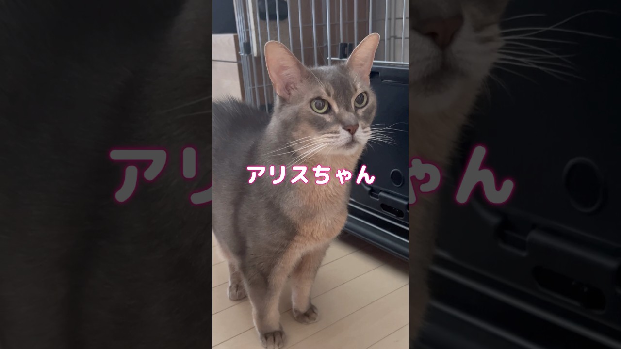 アビシニアン猫のアリスちゃんの魅力 #shorts #アビシニアン #cat
