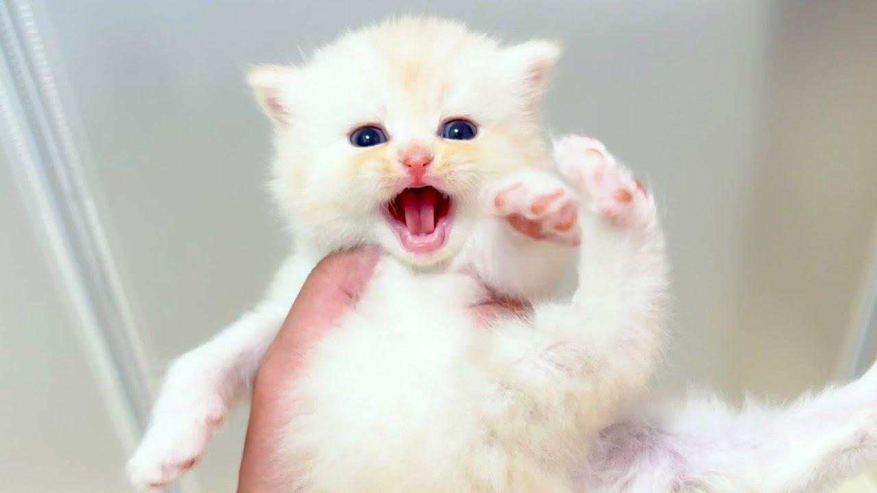 【マンチカンの子猫】子猫達がちょっと持ったらギャン泣きする件 ～猫のいる生活Vol.1049～出産動画 マンチカン短足・ミヌエット・ペルシャ猫専門ブリーダー『ペット蔵人』【子猫の成長記録】