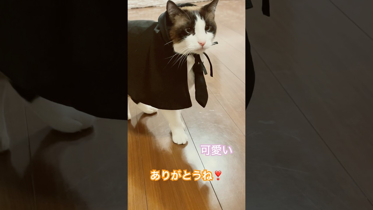 かわいいって10回言って #shorts #スノーシュー猫 #snowshoecat #猫のいる暮らし