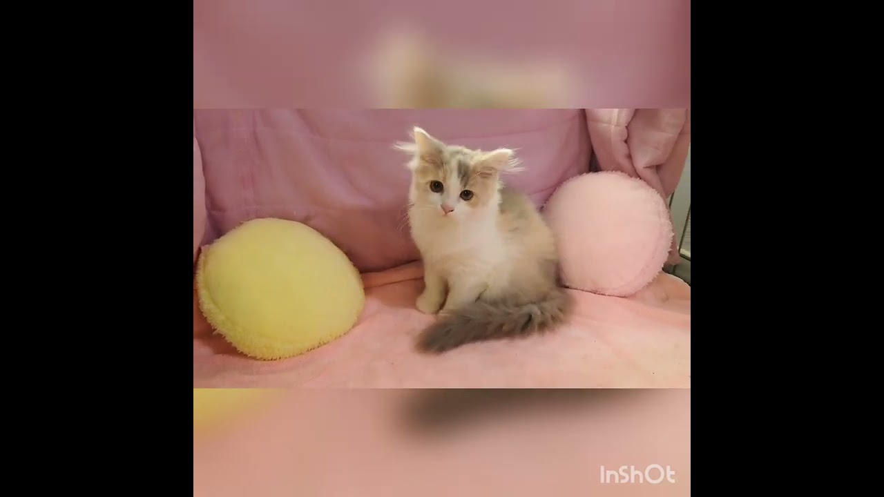 ラガマフィン 人気のダイリュートキャリコ☆　癒し系女の子♡