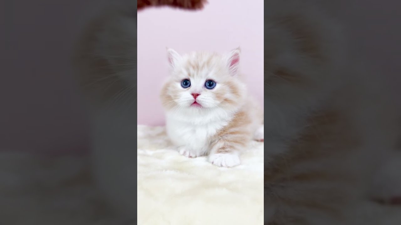 デカくなったらやっと慣れてきた 笑笑　#shorts #ミヌエット #マンチカン #子猫