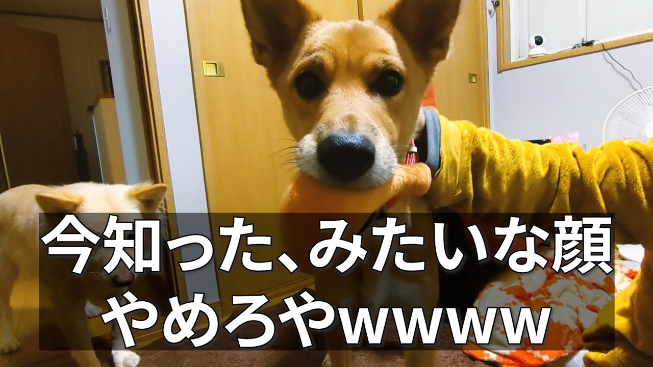 子猫との遊び方を学ぶ犬